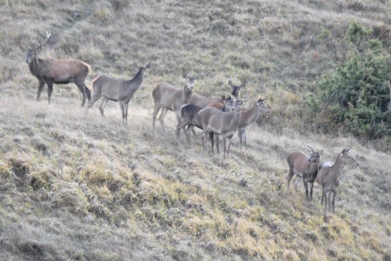PASSIONE PER IL CERVO
